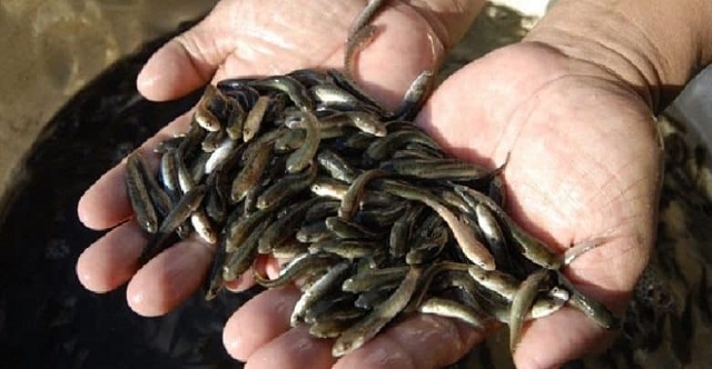 Lựa chọn cá giống tại những nơi uy tín để đảm bảo chất lượng