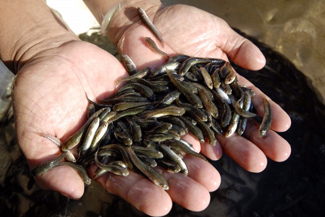 Cá quả giống nên chọn những con khỏe mạnh, kích thước đồng đều nhau