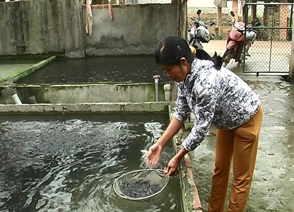 Nuôi cá quả trong bể xi măng hiện tại được bà con nông dân áp dụng phổ biến
