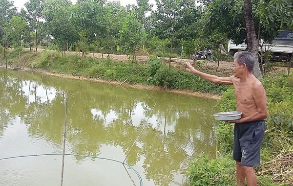 Cá quả có thể ăn cả thức ăn tự nhiên và nhân tạo