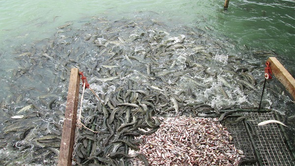 Cá quả rất dễ mắc bệnh về da nên cần được kiểm tra định kỳ để có phương án xử lý kịp thời