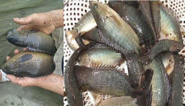 Với cá rô đồng bị bệnh cần được cách lý riêng để điều trị