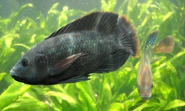 Thức ăn cho cá rô phi có thể là thức ăn tinh hay thức ăn xanh