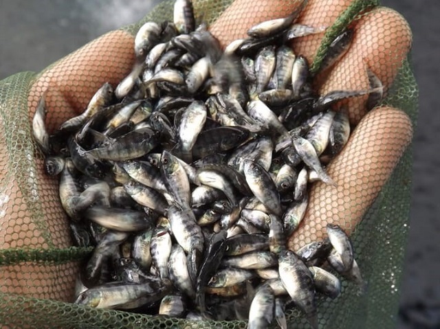 Mật độ thả cá rô phi giống không nên quá thưa hay quá dày