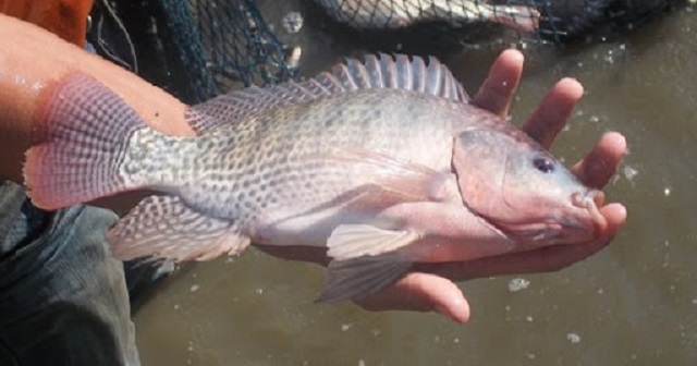 Nuôi cá rô phi đơn tính hiện nay đang rất được bà con nông dân quan tâm