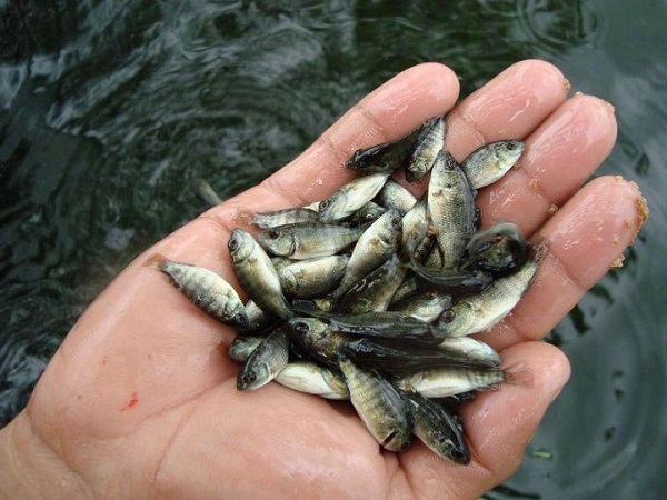 Ao nuôi cá rô phi phải được xây dựng theo những tiêu chuẩn nhất định