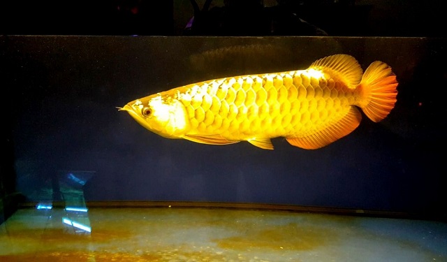 Chọn cá rồng giống cần chú ý đến những tiêu chí trọng điểm