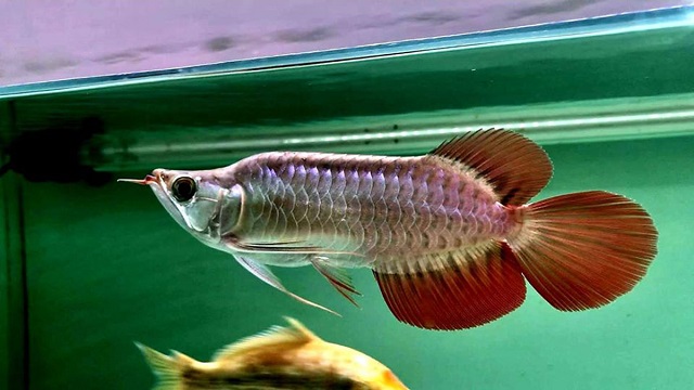 Nhiệt độ nước nuôi cá rồng thích hợp nhất là từ 28 - 32 độ C