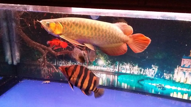 Bạn cần lưu ý cho cá rồng ăn đúng liều lượng