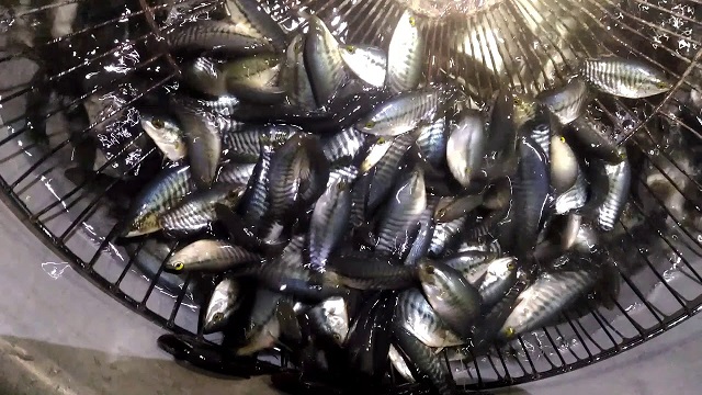 Thời gian thả cá thích hợp nhất là vào buổi sáng khoảng 8 - 9h