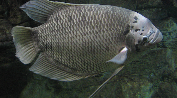 Việc đầu tiên khi muốn nuôi cá tai tượng đó là bạn cần chuẩn bị ao