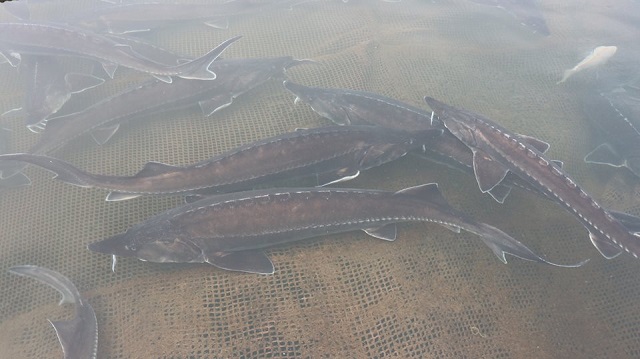 Bà con cần thường xuyên kiểm tra chất lượng nước nuôi cá để đảm bảo môi trường sinh sống thuận lợi nhất