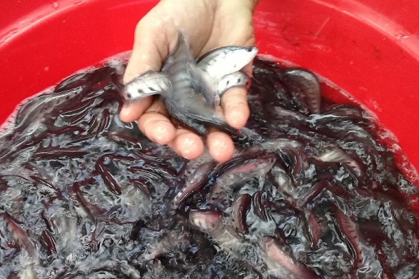 Cá thác lác giống nên chọn những con có kích thước đồng đều nhau