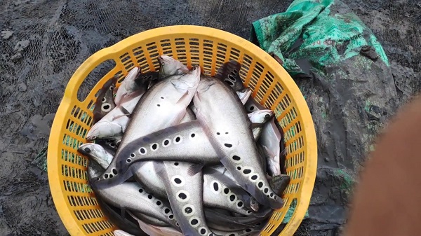 Sau thời gian nuôi 12 tháng với kỹ thuật đạt chuẩn bà con nông dân có thể thu hoạch cá