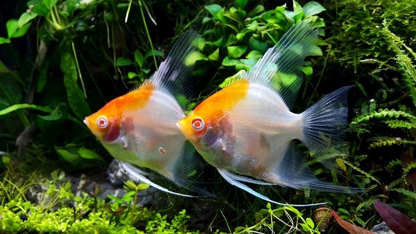 Cá thần tiên không kén chọn nguồn thức ăn