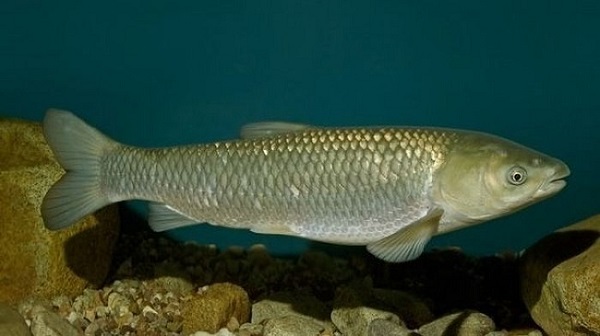 Lựa chọn những con cá trắm cỏ giống khỏe mạnh, kích thước đồng đều nhau để thả xuống ao