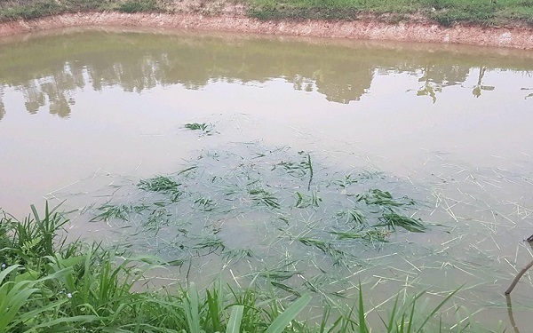 Cá cần được bổ sung thêm cỏ, rau vào các bữa mỗi ngày