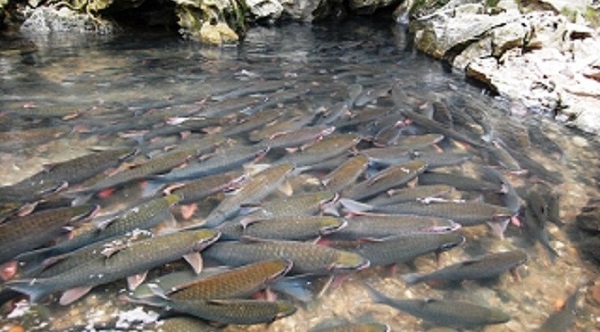 Ao nuôi cá trắm đen cần đảm bảo có diện tích phù hợp với số lượng cá