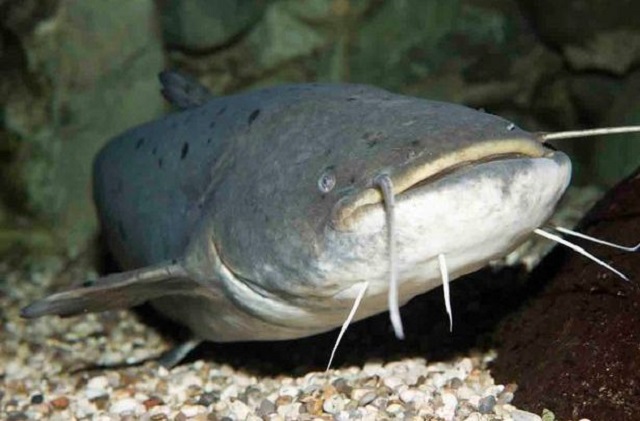 Việc chọn cá giống quyết định trực tiếp đến sản lượng cá