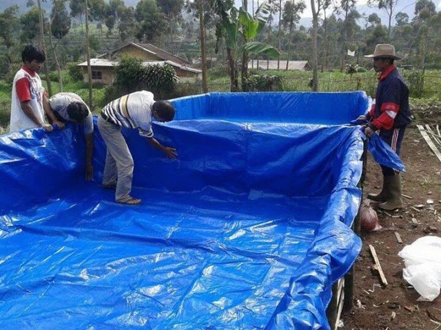 Chuẩn bị hồ nuôi với kích thước tiêu chuẩn phù hợp số lượng cá cần thả