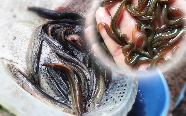 Giống chạch đồng cần đồng đều nhau, khỏe mạnh