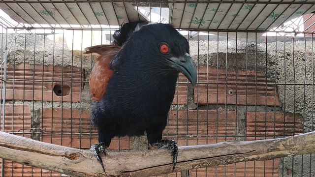 Chim Bìm Bịp nên chọn những con giống là con mái để dễ chăm sóc hơn