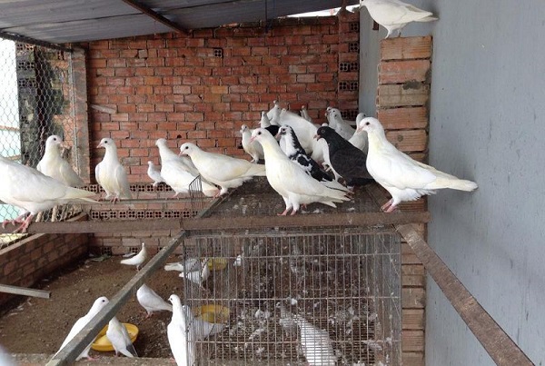 Thức ăn cho chim bồ câu Pháp chủ yếu là các hạt thực vật