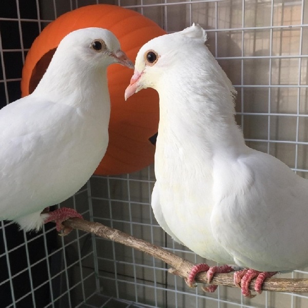 Bạn cần dựa vào một số tiêu chuẩn nhất định để chọn giống chim bồ câu Pháp