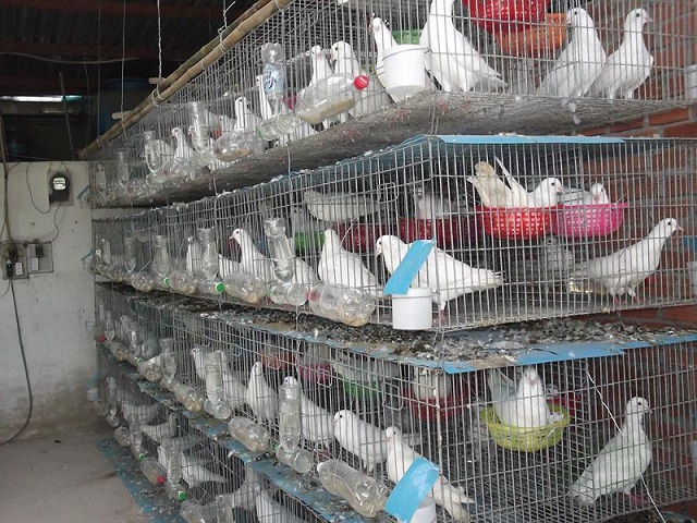 Chuồng nuôi chim bồ câu cần được xây dựng theo tiêu chuẩn nhất định