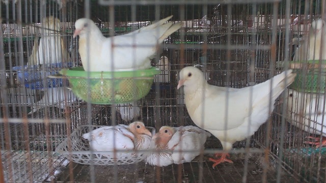 Chọn chim bồ câu giống cần đặc biệt quan tâm đến nhiều yếu tố