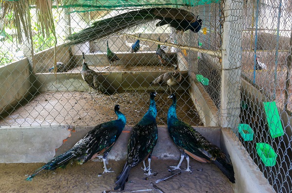 Trong chuồng nuôi chim công cần trang bị đầy đủ máng ăn, máng nước