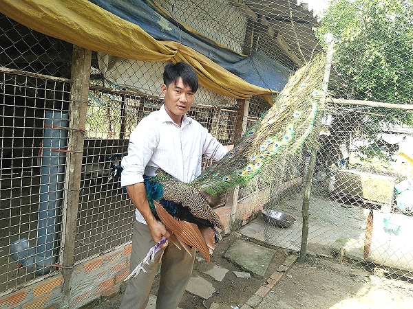 Chim công cũng sẽ dễ mắc phải bệnh cúm nên cần được kiểm tra định kỳ