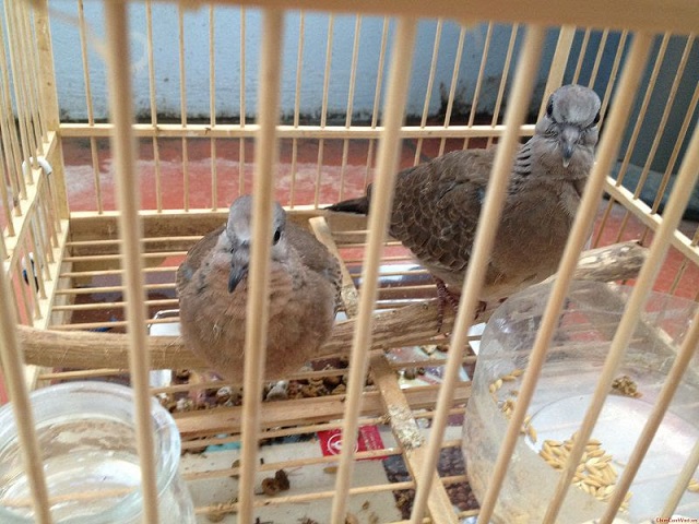 Chim cu gáy ở trong môi trường thoáng nhưng khả năng chịu lạnh không cao