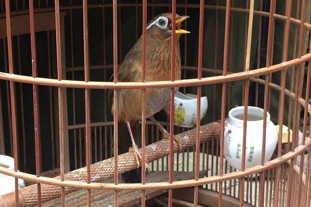 Kỹ thuật nuôi chim Họa Mi hót cần đảm bảo đúng kỹ thuật