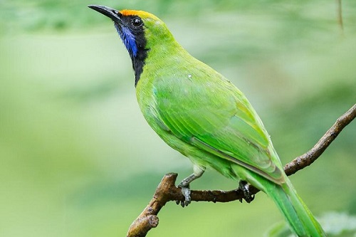 Việc chăm sóc chim Thanh Tước không quá khó khăn hay tiêu tốn nhiều thời gian