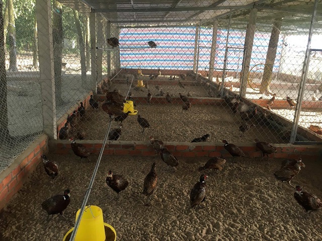 Hòa thuốc vào trong nước cho chim trĩ uống