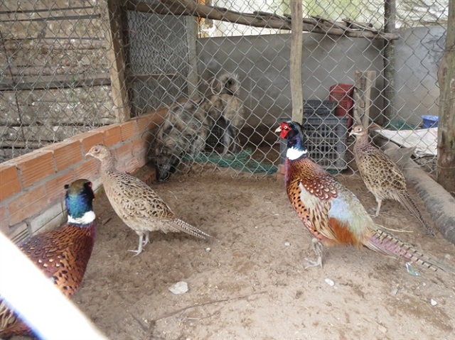 Chuồng nuôi chim trĩ đỏ lớn nên được phân cách thành nhiều ô  để dễ quản lý, chăm sóc