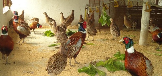 Rau xanh là thức ăn được chim trĩ đỏ yêu thích