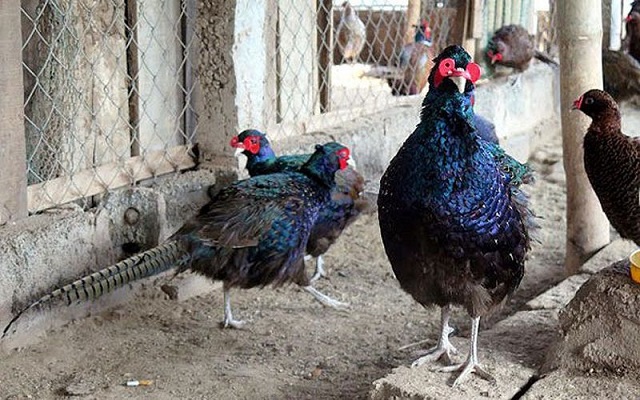 Nuôi chim trĩ xanh cần chú ý một số yếu tố quan trọng