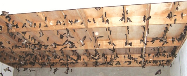 Nhà nuôi chim yến cần đảm bảo vệ sinh để tránh mầm bệnh