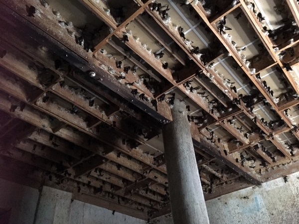 Việc nuôi chim yến trong nhà mang đến lợi nhuận cao đòi hỏi người nuôi phải đầu tư kỹ lưỡng