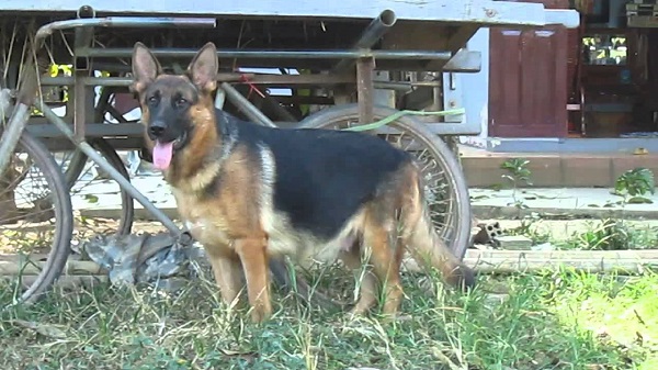 Chăm sóc chó cái khi mang thai đóng vai trò rất quan trọng