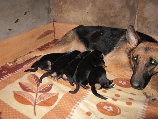 Cần chuẩn bị đầy đủ các trang thiết bị và dụng cụ cần thiết khi chó đẻ