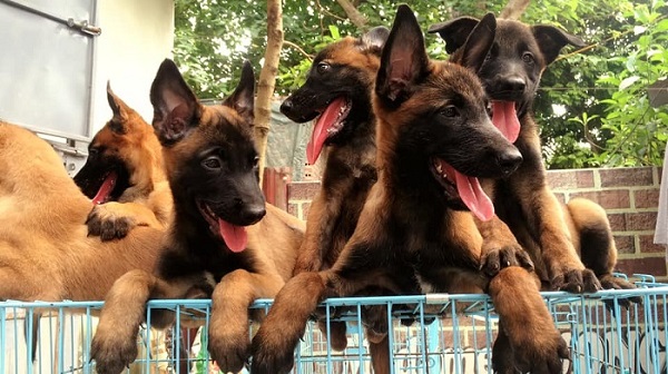 Việc chọn lựa giống chó cái quyết định đến thế hệ chó con trong các lứa sinh sản