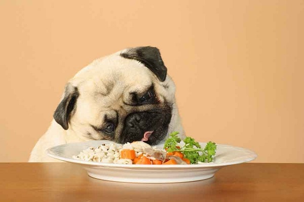 Chó pug giai đoạn mang thai cần được chú ý chế độ dinh dưỡng
