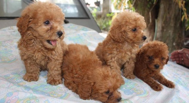 Mỗi giống chó cảnh sẽ có yêu cầu về dinh dưỡng khác nhau