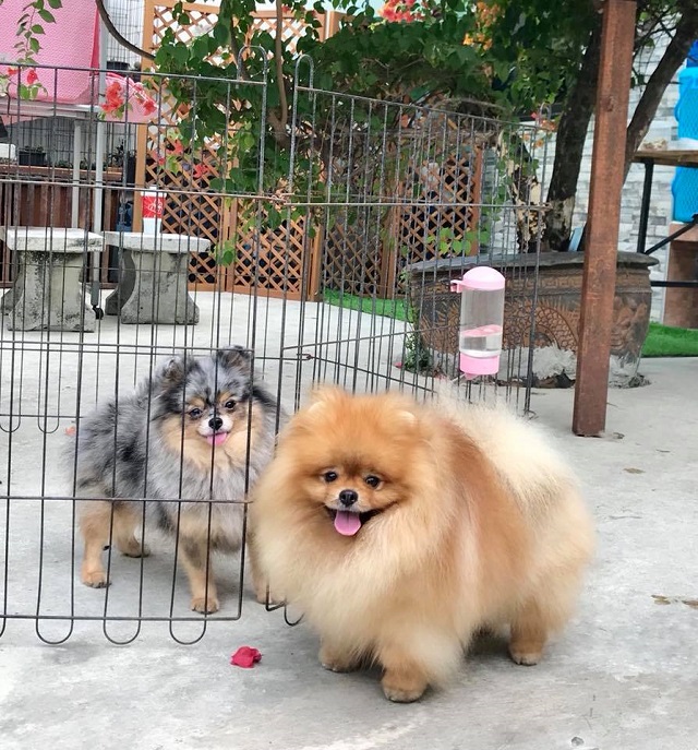 Mỗi ngày bạn chỉ cần cho chó Phốc ra bên ngoài khoảng 30 phút để đùa giỡn