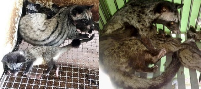 Việc chọn giống chồn hương để nuôi đóng vai trò rất quan trọng trong việc thu về lợi nhuận