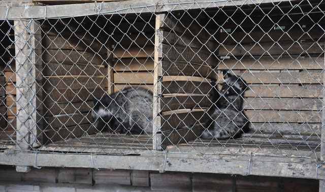 Chuồng trại nuôi chồn hương cần được đảm bảo vệ sinh, sạch sẽ