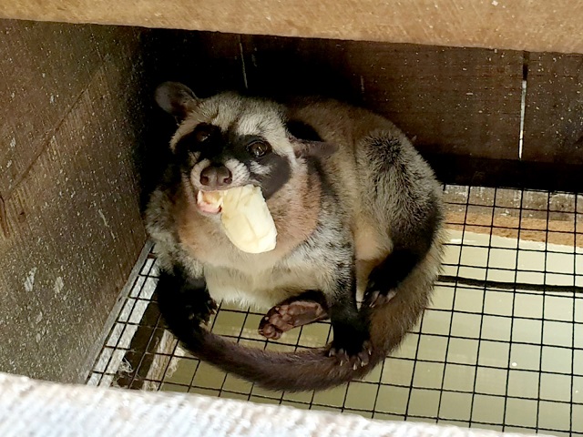 Bạn cần chuẩn bị kỹ lưỡng bồn bằng sành sứ trong màu sinh sản của chồn hương